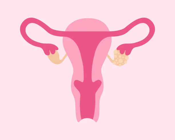 Understanding the Uterus - A main player during pregnancy & beyond